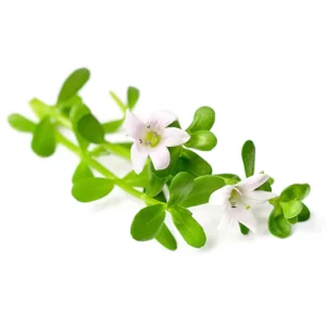 Bacopa Monnieri (Brahmi)