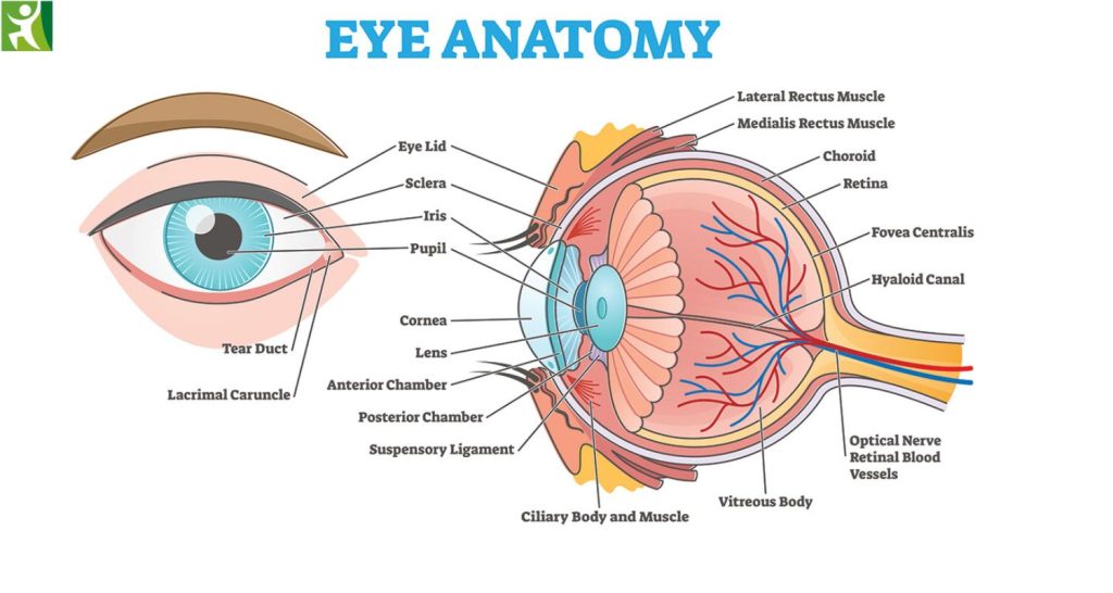 What Are Eye Health Supplements?