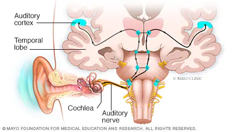 Potential Side Effects of Zencortex: What You Should Know