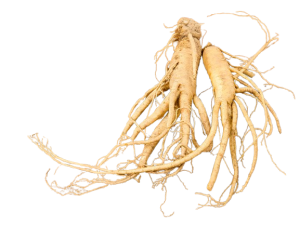 Ginseng (Panax Ginseng)