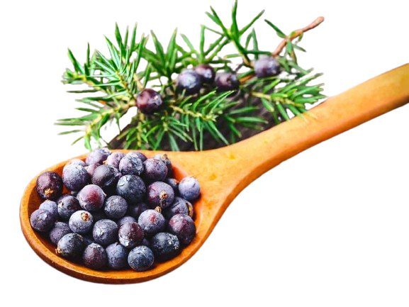 Juniper Berries