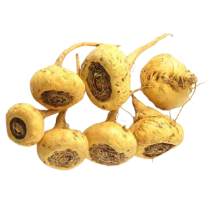 Maca Root (Lepidium meyenii)