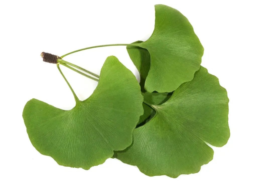 Ginkgo Biloba