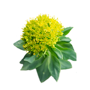 Rhodiola Rosea