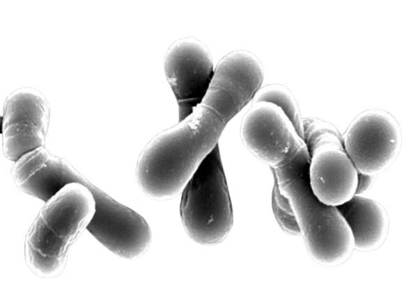 Bifidobacterium Lactis