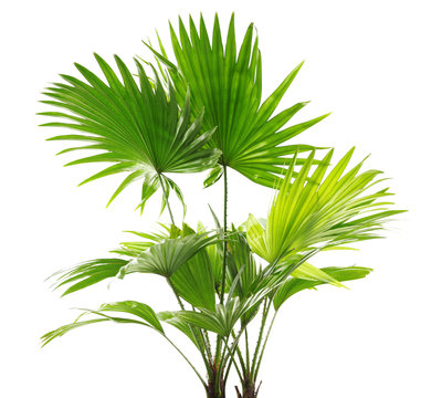 4. Saw Palmetto