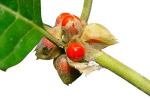 Ashwagandha (Withania somnifera)