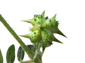 Tribulus Terrestris