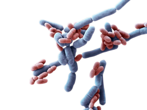 lactobacillus paracasei