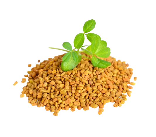 Fenugreek Extract