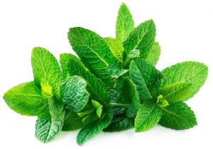 Spearmint