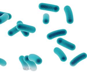 Lactobacillus Reuteri